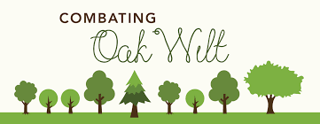 oak wilt combat