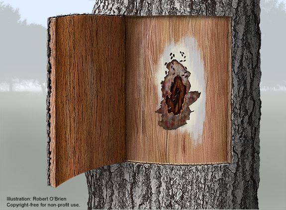 Oak-Wilt-Disease-Details-21