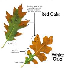 red and white oaks