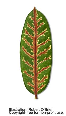 Live-Oak-Wilt-Leaf-Details