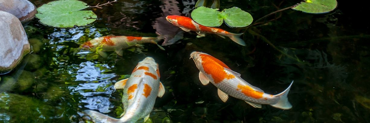 Koi