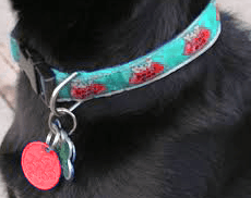 Dog collar and red tag_body