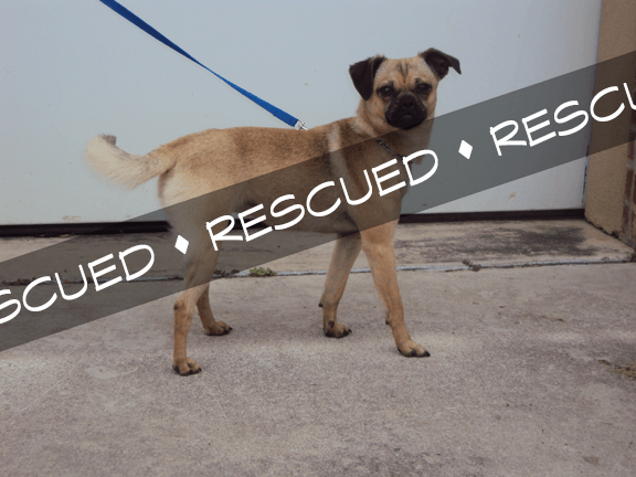 PUG rescued banner