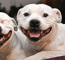 Animal Control Department